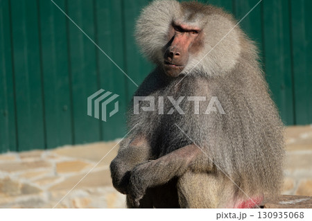 Baboon Zoo Enclosure Sitting - A baboon sits in its enclosure at the zoo, likely resting or observing its surroundings. Baboon Zoo Enclosure Sitting - A baboon sits in its enclosure at the zoo, likely resting or observing its surroundings. 130935068