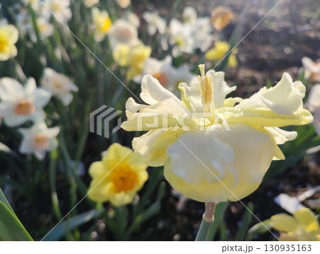 Blooming flower yellow daffodil variety Sunny Side Up with drops of morning dew on petals on background of blurred narcissus growing in ground, sunny spring morning Blooming flower yellow daffodil variety Sunny Side Up with drops of morning dew on petals on background of blurred narcissus growing in ground, sunny spring morning 130935163