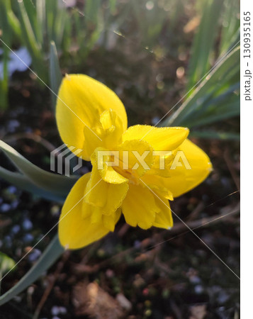 Yellow small daffodil. Blooming daffodil flower with yellow petals in inflorescence and green leaves growing in black soil on a sunny spring morning. Flower bed. Selection breeding varietal flowers. Yellow small daffodil. Blooming daffodil flower with yellow petals in inflorescence and green leaves growing in black soil on a sunny spring morning. Flower bed. Selection breeding varietal flowers. 130935165