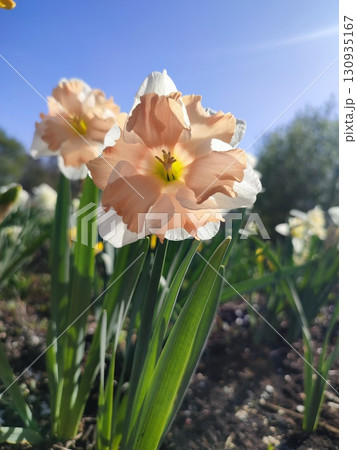 Blossoming flower of the narcissus variety Edinburgh close-up. Beautiful daffodils flower with white and pink petals in inflorescence on green stem growing in ground on sunny spring day with blue sky Blossoming flower of the narcissus variety Edinburgh close-up. Beautiful daffodils flower with white and pink petals in inflorescence on green stem growing in ground on sunny spring day with blue sky 130935167
