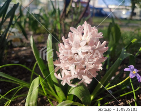 Blooming pink hyacinth flower. Inflorescence of many small pink flowers on green stem with green leaves growing in ground on sunny spring evening. Flower bed. Breeding of varietal flowers. 130935183