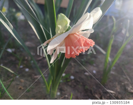 Narcissus variety Pink Charm close-up. Blooming flower with white pink petals in inflorescence with green leaves on sunny spring day. Selection breeding flower. Agricultural farming gardening 130935184