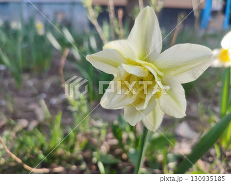 Close-up of daffodil flower blooming. Blossoming varietal flower narcissus with white petals with green stripe in inflorescence on green stem with leaves growing in ground on sunny spring evening Close-up of daffodil flower blooming. Blossoming varietal flower narcissus with white petals with green stripe in inflorescence on green stem with leaves growing in ground on sunny spring evening 130935185