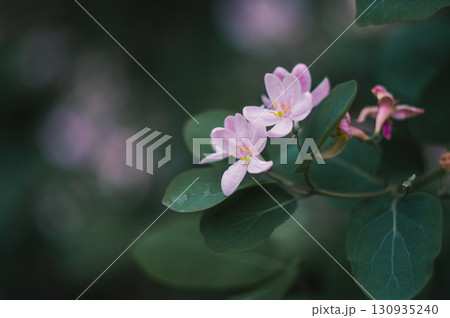 Pink acacia flowers at dusk 130935240