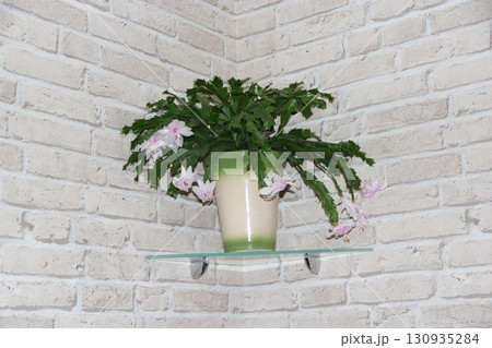 Room decoration. Beautiful pink and white flowers of Schlumbergera on windowsill 130935284