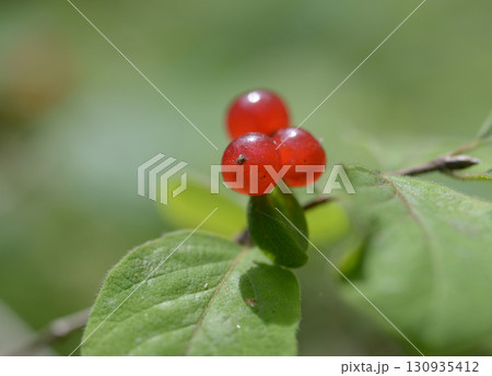 ヒョウタンボク、オオヒョウタンボク、大瓢箪木、Lonicera tschonoskii Maxim. 130935412