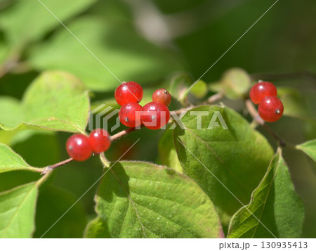 ヒョウタンボク、オオヒョウタンボク、大瓢箪木、Lonicera tschonoskii Maxim. 130935413