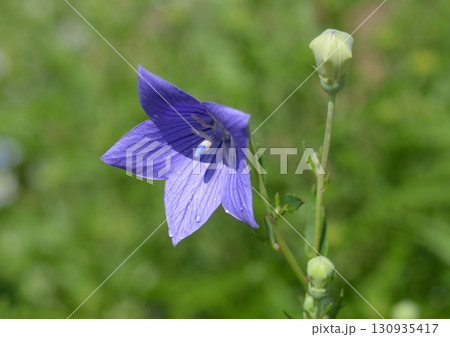 キキョウ キキョウ 130935417