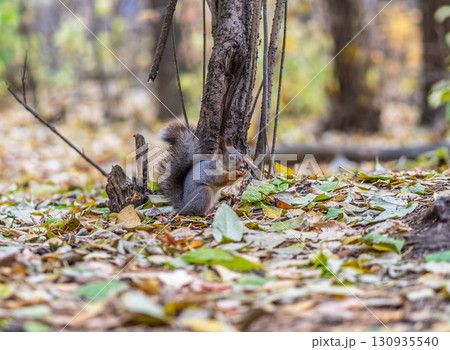 Squirrel in autumn hides nuts on the green grass with fallen yellow leaves Squirrel in autumn hides nuts on the green grass with fallen yellow leaves 130935540