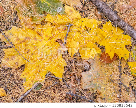 Orange and yellow fallen leaves in the sunlight. 130935542