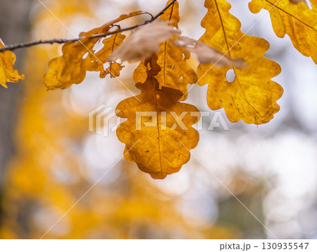 Oak branches with yellow leaves in autumn park 130935547