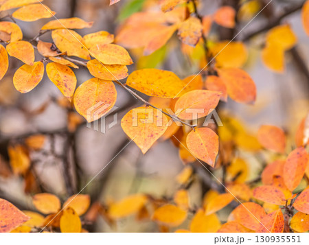 Branches with orange, red and yellow leaves in the autumn park. 130935551