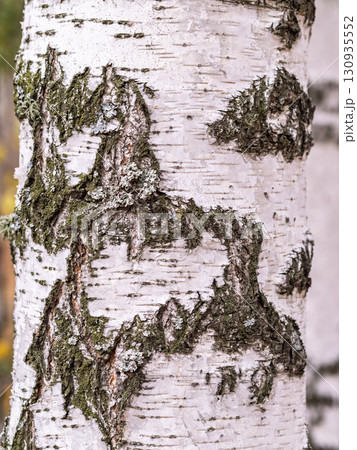The texture of the birch bark. The texture of the birch bark. 130935552