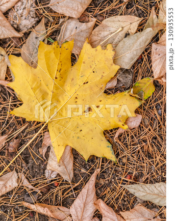 Orange and yellow fallen leaves in the sunlight. Orange and yellow fallen leaves in the sunlight. 130935553