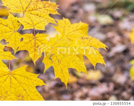 Maple branches with yellow leaves in autumn, in the light of sunset. 130935554