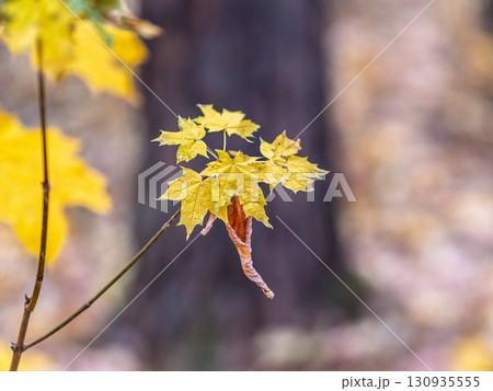 Maple branches with yellow leaves in autumn, in the light of sunset. 130935555
