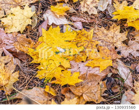 Orange and yellow fallen leaves in the sunlight. Orange and yellow fallen leaves in the sunlight. 130935560