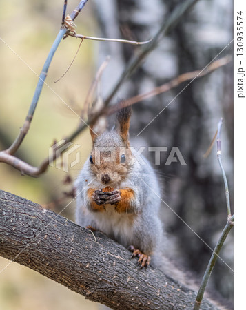The squirrel with nut sits on tree in the autumn. Eurasian red squirrel, Sciurus vulgaris. The squirrel with nut sits on tree in the autumn. Eurasian red squirrel, Sciurus vulgaris. 130935574