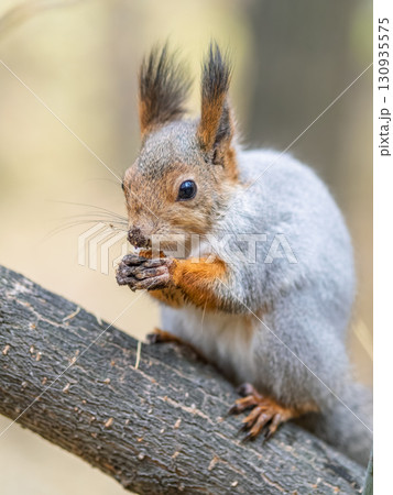 The squirrel with nut sits on tree in the autumn. Eurasian red squirrel, Sciurus vulgaris. 130935575