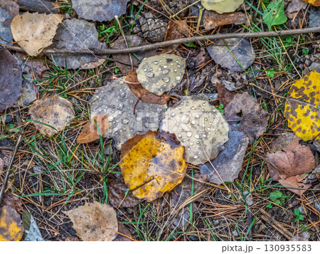 Orange and yellow fallen leaves with dew drops. Autumn leaves with water drops close-up. 130935583