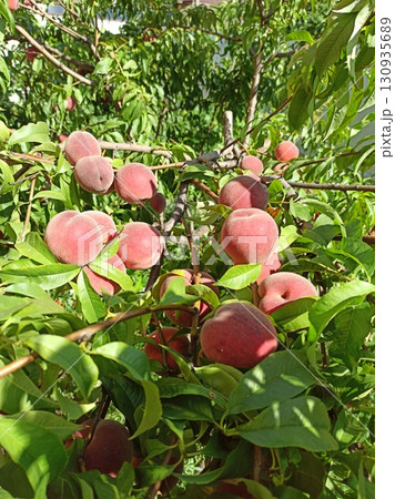 Ripened fruit of peach on the tree. Ripe fruits of peach hanging on the branches. Ripened fruit of peach on the tree. Ripe fruits of peach hanging on the branches. 130935689