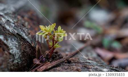 Macro Photography of Green Plant Growing in Natural Outdoor Setting 130935833