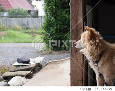 田舎の庭でお座りする犬 130935859