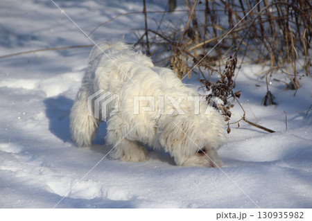 Cute Maltipoo dog playing outdoors in winter. Maltipoo dog stands on the snow Cute Maltipoo dog playing outdoors in winter. Maltipoo dog stands on the snow 130935982