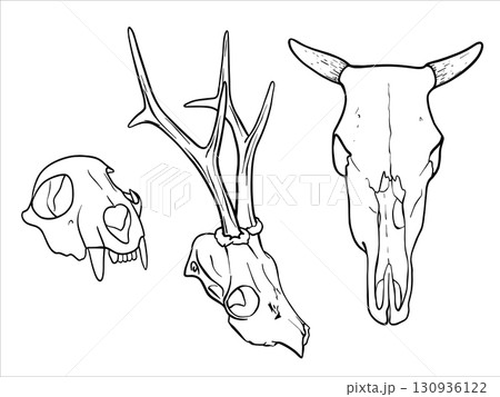 Set of skulls animals. Hand drawn black and white vector illustration of a Cow Skull, Deer skull and Animal skull with fangs. Bones painted by black inks. Simple vector art design, EPS10 Set of skulls animals. Hand drawn black and white vector illustration of a Cow Skull, Deer skull and Animal skull with fangs. Bones painted by black inks. Simple vector art design, EPS10 130936122