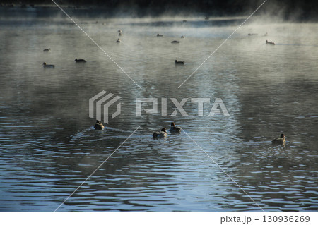 熊本県嘉島町　浮島池 130936269