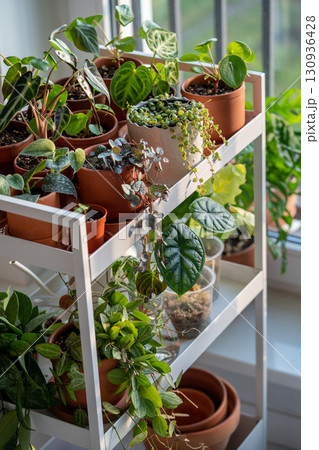 Sprouts plants in terracotta pots on cart at home. Houseplant cuttings in plastic cups with moss 130936428