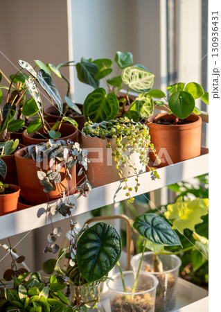 Sprouts plants in terracotta pots on cart at home. Houseplant cuttings in plastic cups with moss Sprouts plants in terracotta pots on cart at home. Houseplant cuttings in plastic cups with moss 130936431