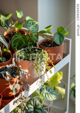 Small sprouts plants in terracotta pots on cart at home. Indoor gardening, greenery at living room Small sprouts plants in terracotta pots on cart at home. Indoor gardening, greenery at living room 130936456