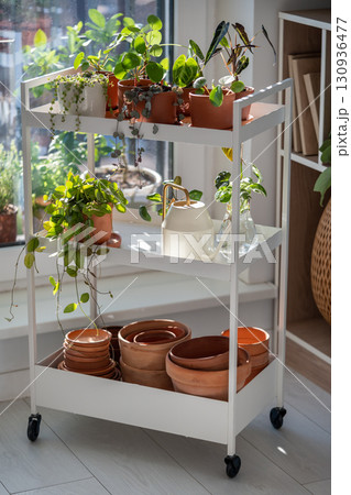 Small sprout plants in terracotta pots on cart at home. Watering can and flowerpots, houseplants Small sprout plants in terracotta pots on cart at home. Watering can and flowerpots, houseplants 130936477