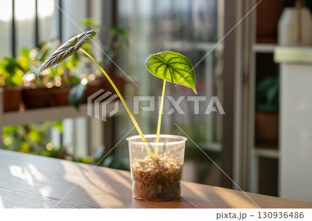 Closeup of sprout Alocasia Baginda Dragon Scale cuttings with roots in in plastic cup with moss 130936486