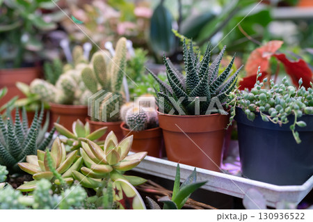 Succulent plant in small plastic pots in flower shop. Plant store concept 130936522