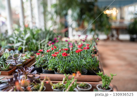 Flowers and houseplants in small plastic pots in flower shop top view. Plant store concept 130936525