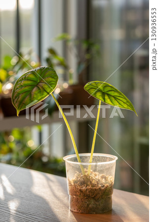 Closeup of sprout Alocasia Baginda Dragon Scale cuttings with roots in plastic cup with moss 130936553