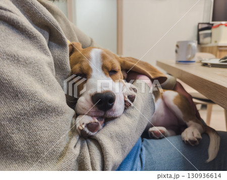 Unrecognizable woman holding cute sleeping puppy dog beagle at home indoor. Owner girl stroking holding little pet dog friend. Love for pets friendship support team companion pet care Unrecognizable woman holding cute sleeping puppy dog beagle at home indoor. Owner girl stroking holding little pet dog friend. Love for pets friendship support team companion pet care 130936614