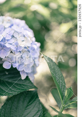 宗吾霊堂の青い紫陽花 130937926