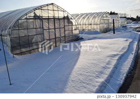 豪雪地方のビニールハウス 130937942