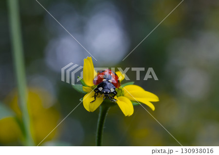 てんとうむし 130938016