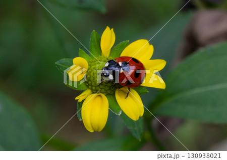 てんとうむし 130938021