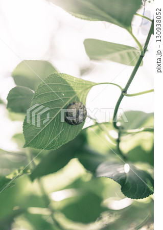 葉にとまるカタツムリ 葉にとまるカタツムリ 130938052