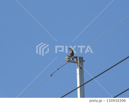電信柱の先端に立つイソヒヨドリ 130938306