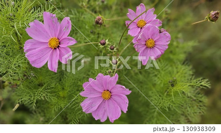 Close-up of vibrant pink cosmos flowers 130938309