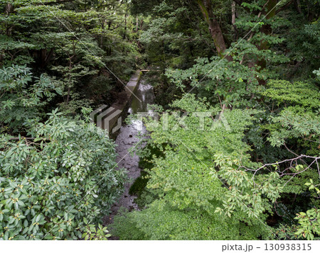 【等々力渓谷】夏の紅葉前の都内の渓谷 130938315