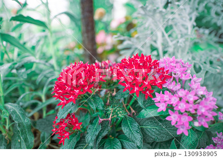 ペンタス ペンタス 130938905