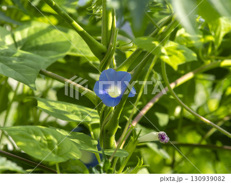 植物に絡んで咲くアサガオ 130939082