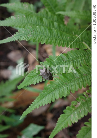 クサソテツの若葉にとまるクサギカメムシ。緑の葉と昆虫の姿が、春から夏の里山の生命力を感じさせる光景で クサソテツの若葉にとまるクサギカメムシ。緑の葉と昆虫の姿が、春から夏の里山の生命力を感じさせる光景で 130939340